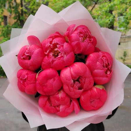 9 коралловых пионов Корал шарм. Букет 229 Kimbirly Flowers