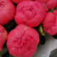 11 коралловых пионов Корал шарм. Букет 216 Kimbirly Flowers