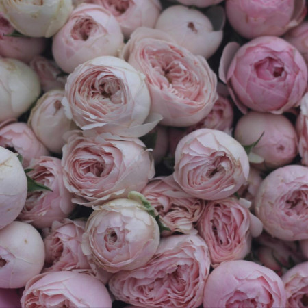 51 пионовидная кустовая роза Мэнсфилд парк. Букет 220 Kimbirly Flowers