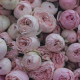 51 пионовидная кустовая роза Мэнсфилд парк. Букет 220 Kimbirly Flowers