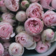 51 пионовидная кустовая роза Мэнсфилд парк. Букет 220 Kimbirly Flowers