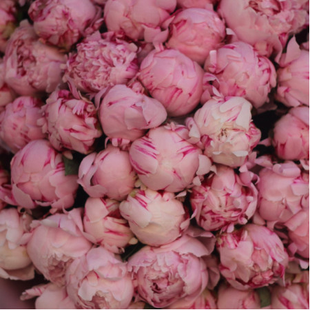 51 ароматный розовый пион Сара Бернар. Букет 92 Kimbirly Flowers