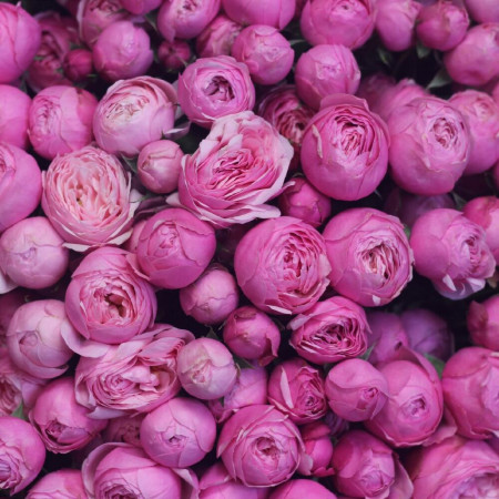 51 кустовая пионовидная роза Сильва пинк. Букет 212 Kimbirly Flowers