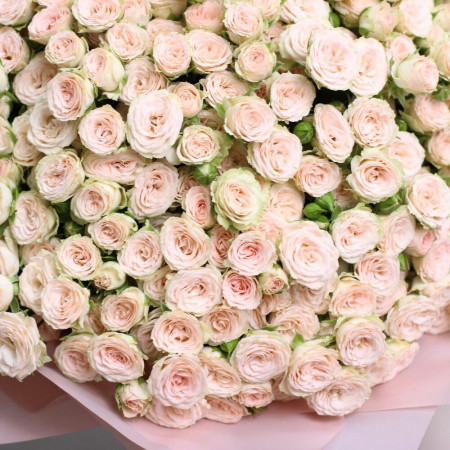 Большой букет из 101 кремовой кустовой розы Рослин. Букет 270 Kimbirly Flowers